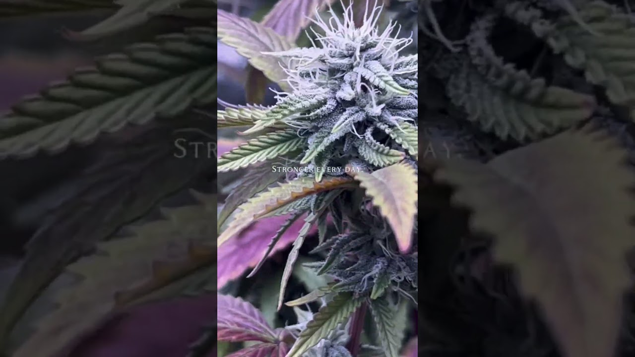 Mimosa Gushers Strain Flower Day 30 XXL LST Scrog  #420 #seedtoharvest #crazybud