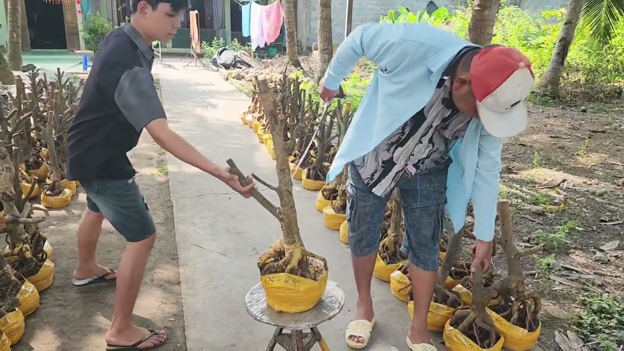 Mùng 2 Tết MC a Phong 0355937917 phôi mai bonsai đẹp vip giá rẻ