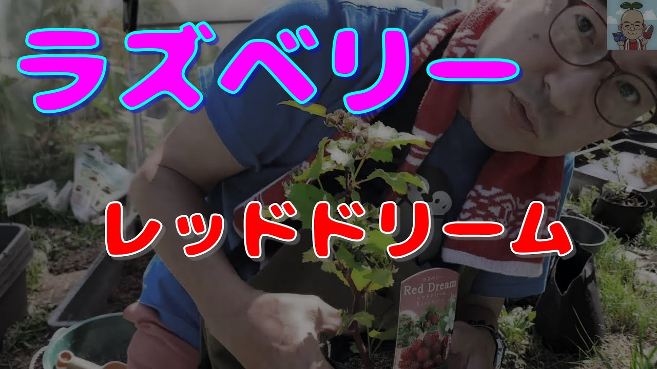 第91回「ラズベリー（レッドドリーム）の鉢植え」の巻【ド素人果樹栽培】