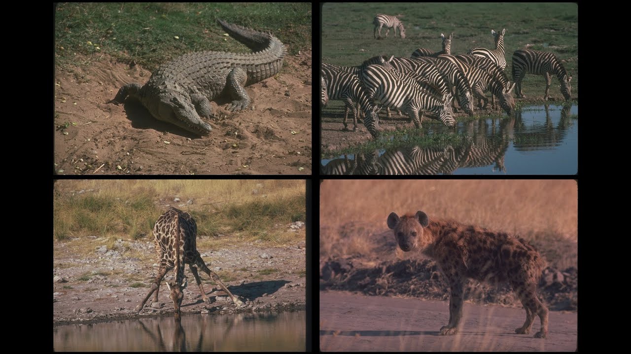 130031 African Specialty Animals SSTV PD120