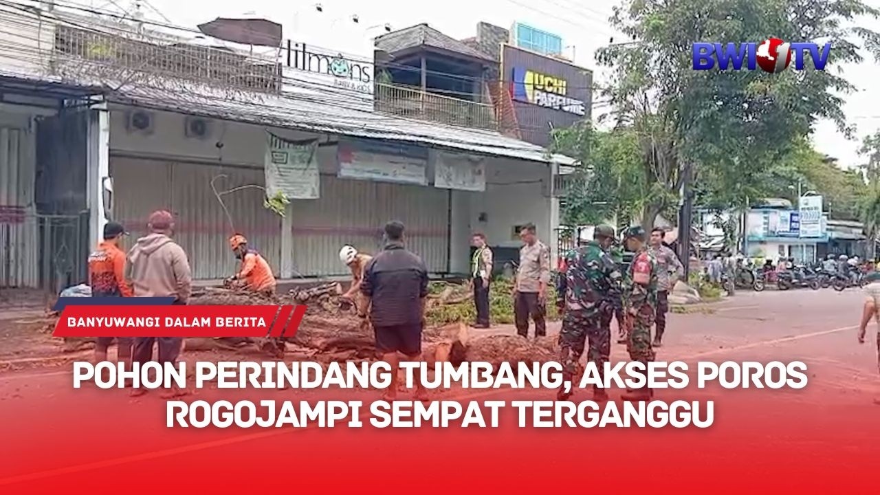 POHON PERINDANG TUMBANG, AKSES POROS ROGOJAMPI SEMPAT TERGANGGU