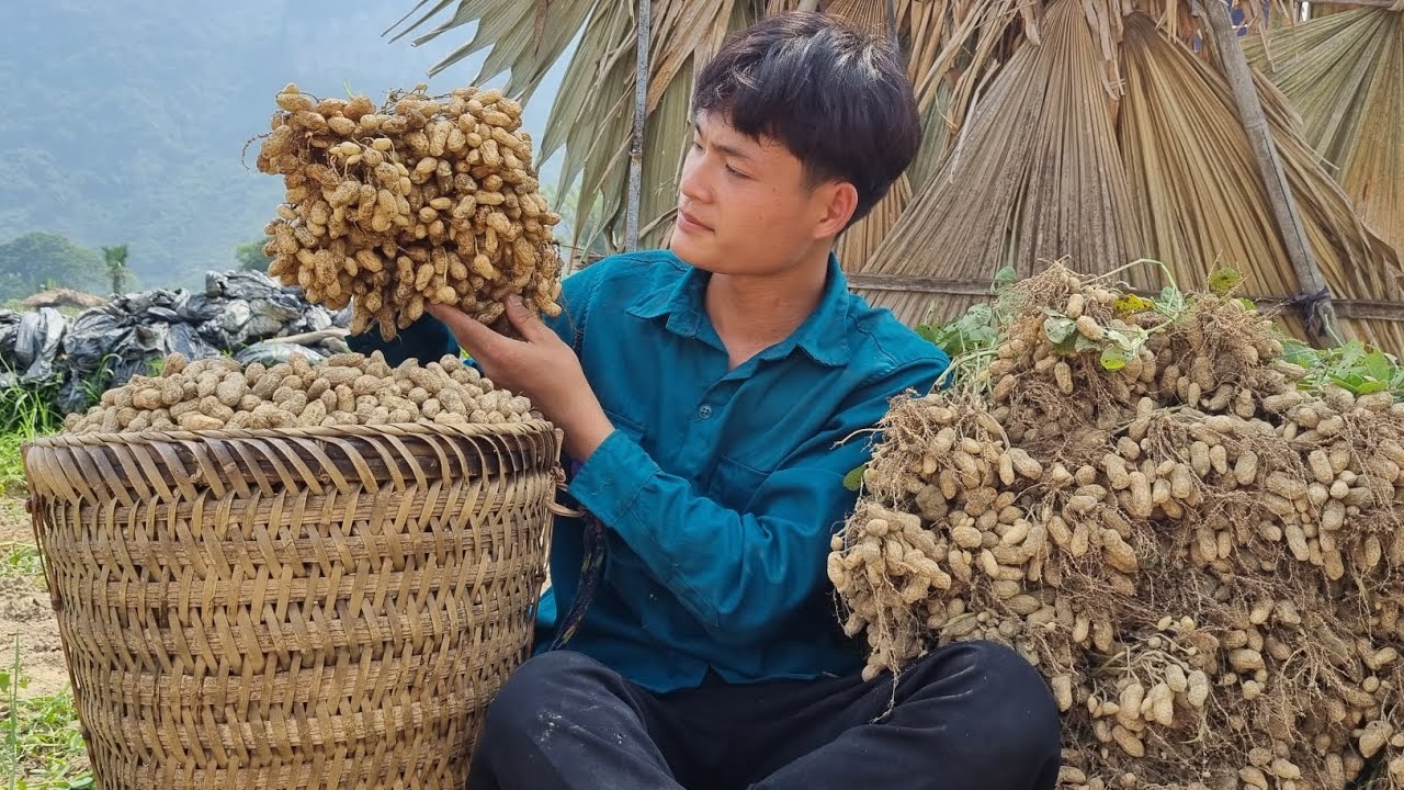 Harvest peanuts, Go sell, Forest life