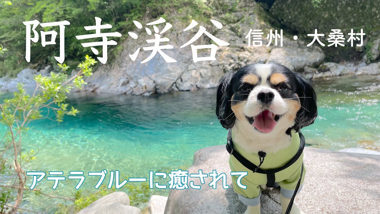 【犬と歩く信州】涼をもとめて阿寺渓谷へ。魅惑のアテラブルーを満喫