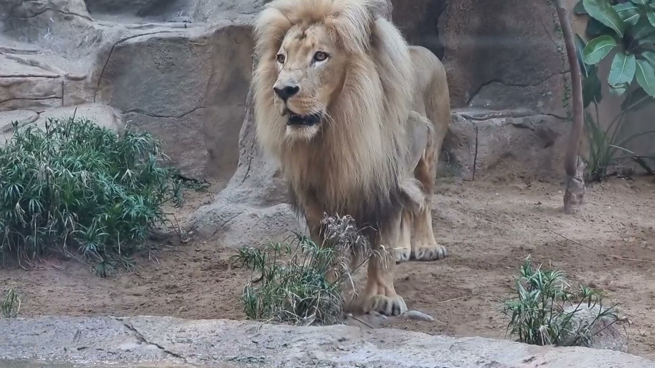 Tenerife - Loro Park lions 2025-12-29 160200