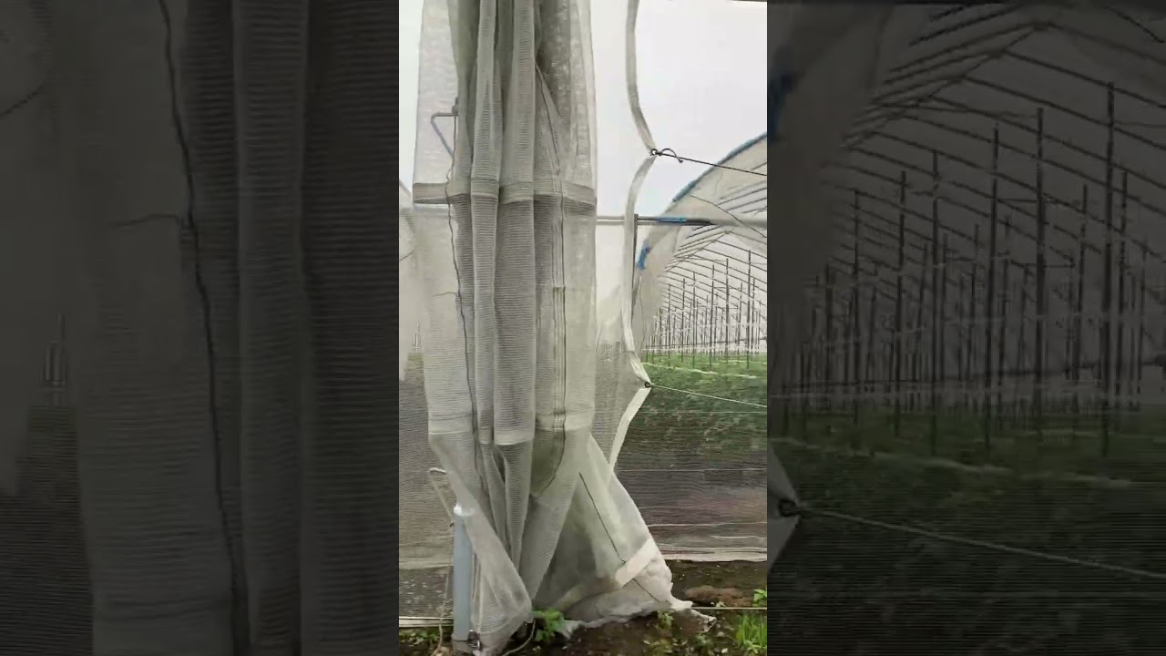 Tomato planting to harvesting  video 