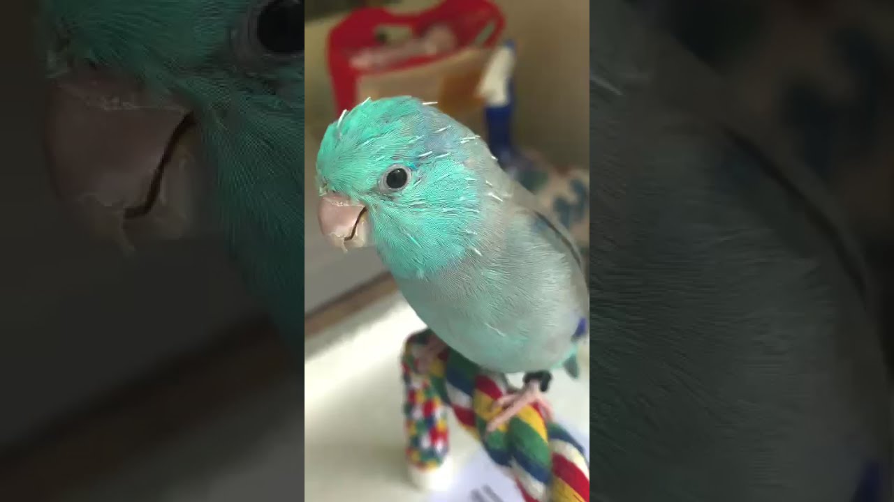 blue parrotlet excited playing singing talking