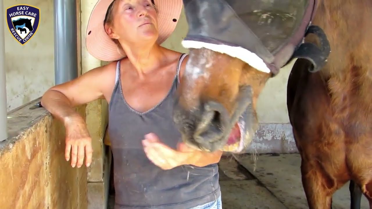 🍏 Odin having his heart pills in an apple - Easy Horse Care Rescue Centre