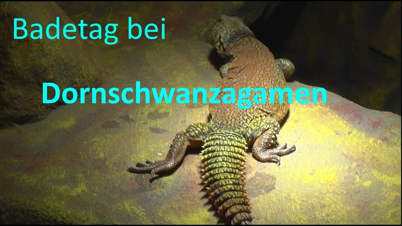 Badetag bei den Dornschwanzagamen | Uromastyx acanthinura nigriventris