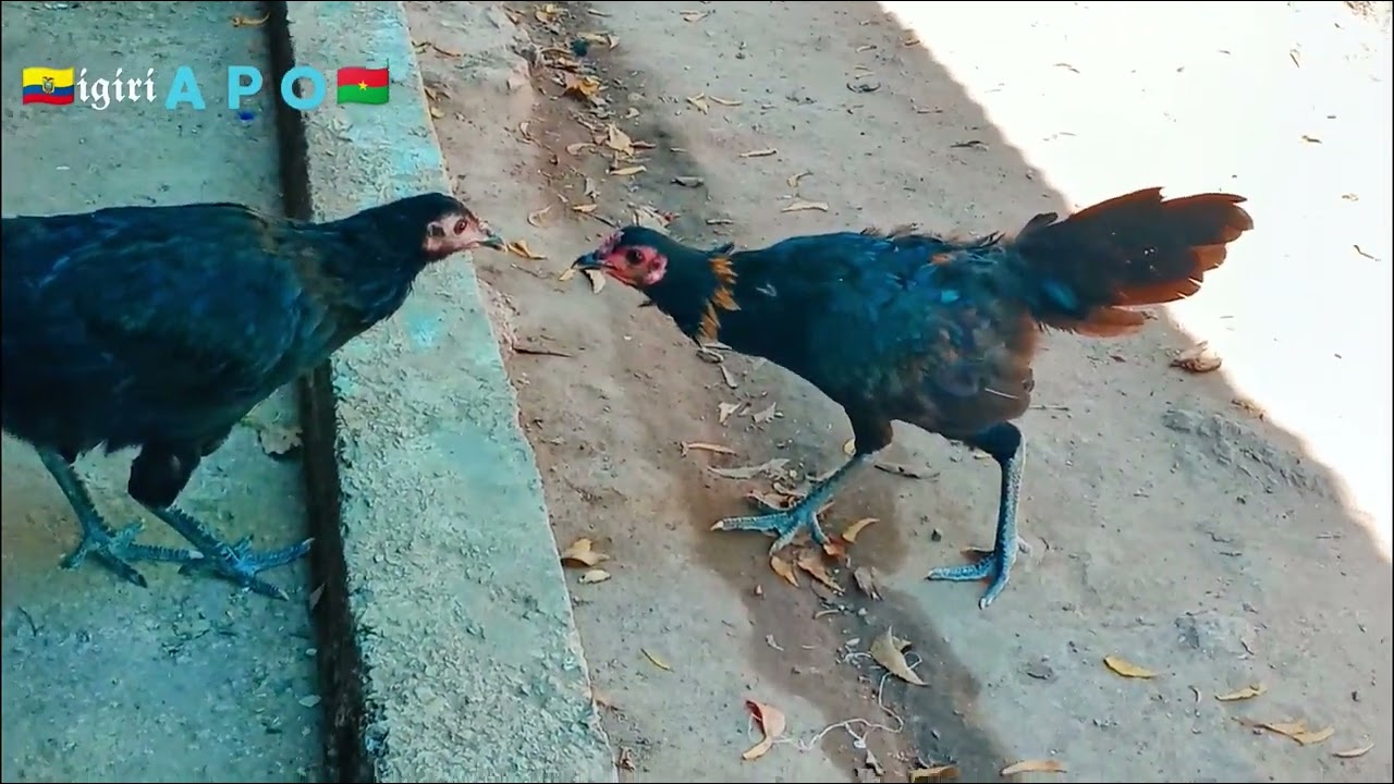 Chicken 🐔 