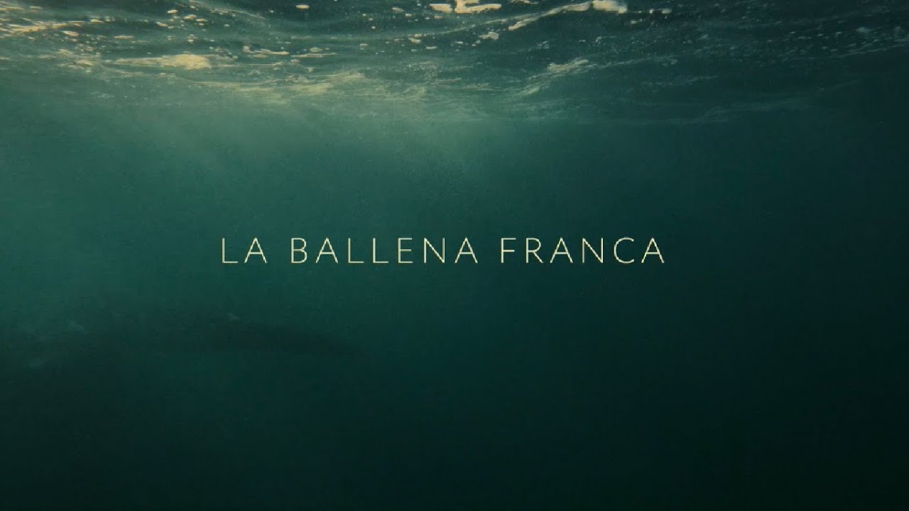 LA BALLENA FRANCA de KEVIN ZAOUALI – Proyección especial PEFF 2018 - Cortometraje
