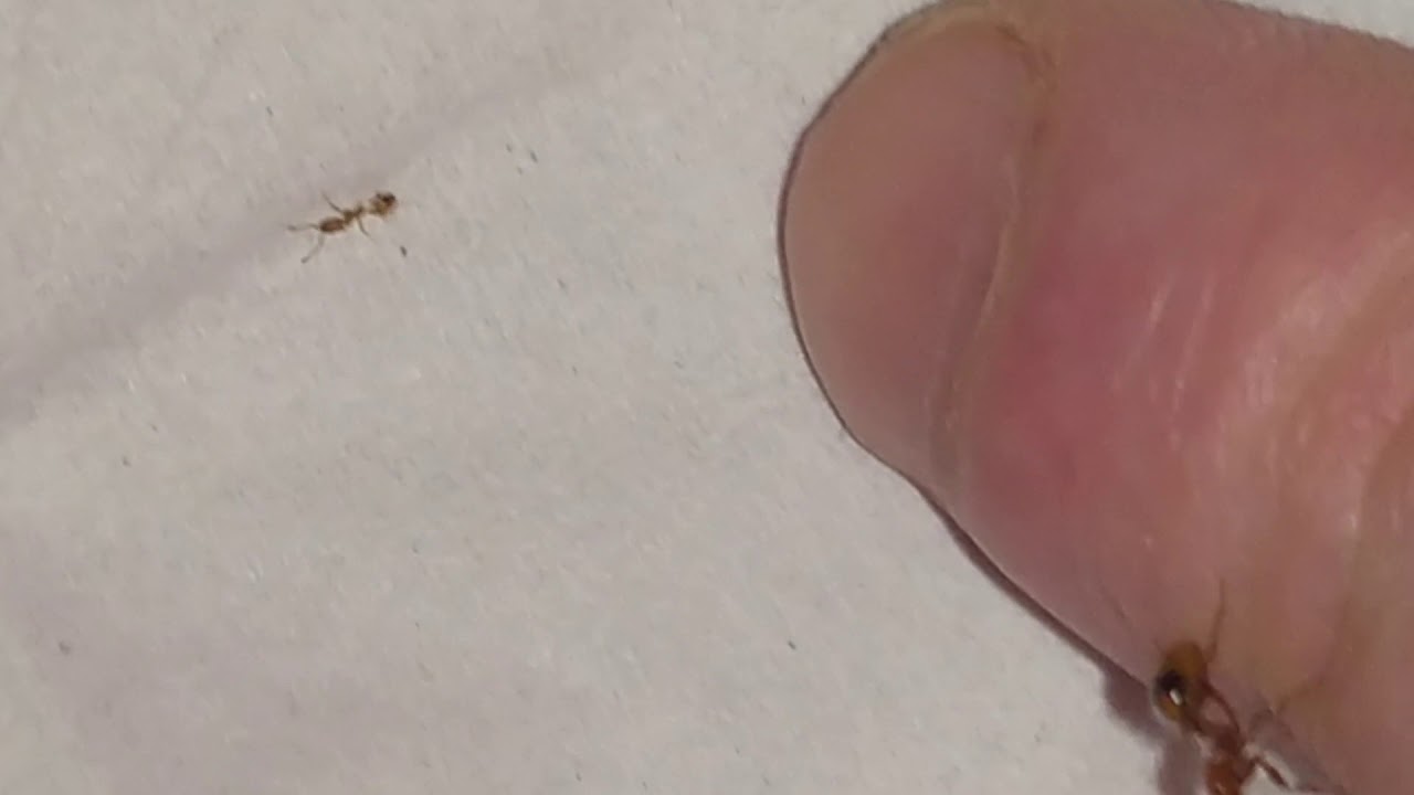 Monomorium pharaonis vs Monomorium latastei