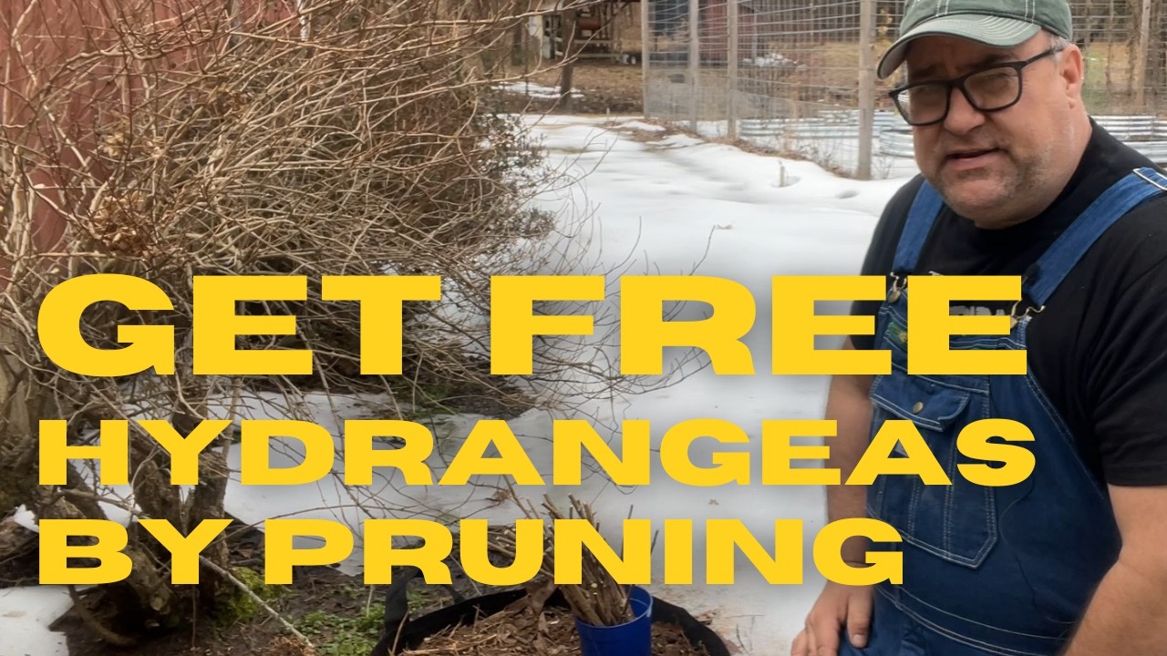 Turn Hydrangea Trimmings Into Unlimited Free Plants