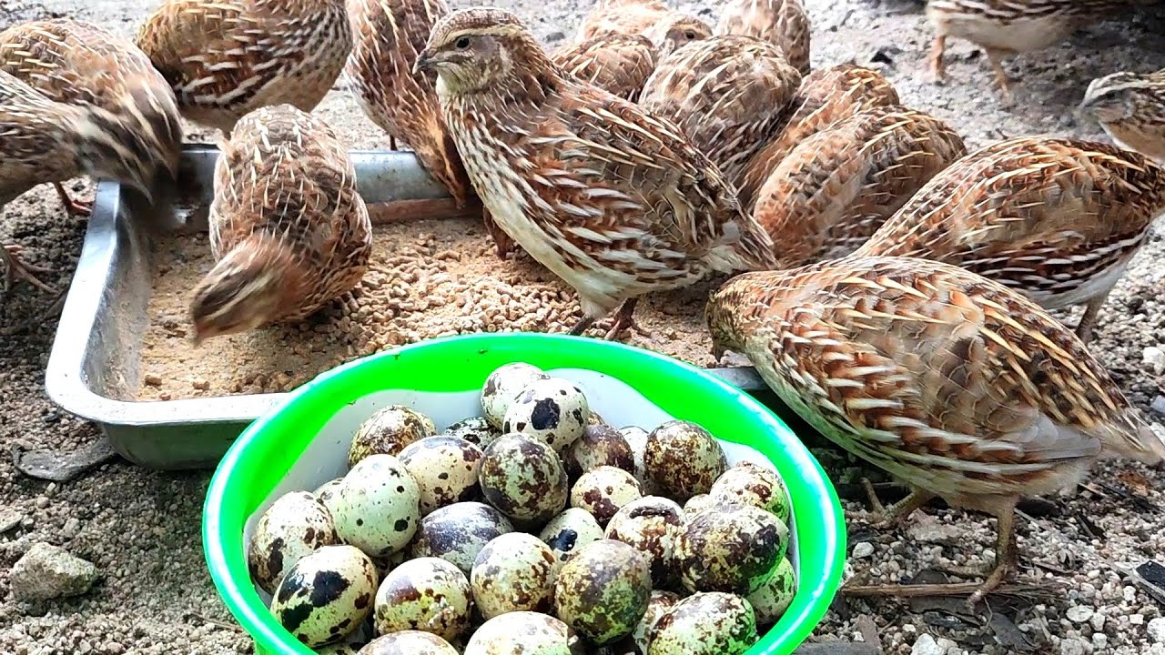 panen telur puyuh di aviary mini 58 - ternak puyuh umbaran