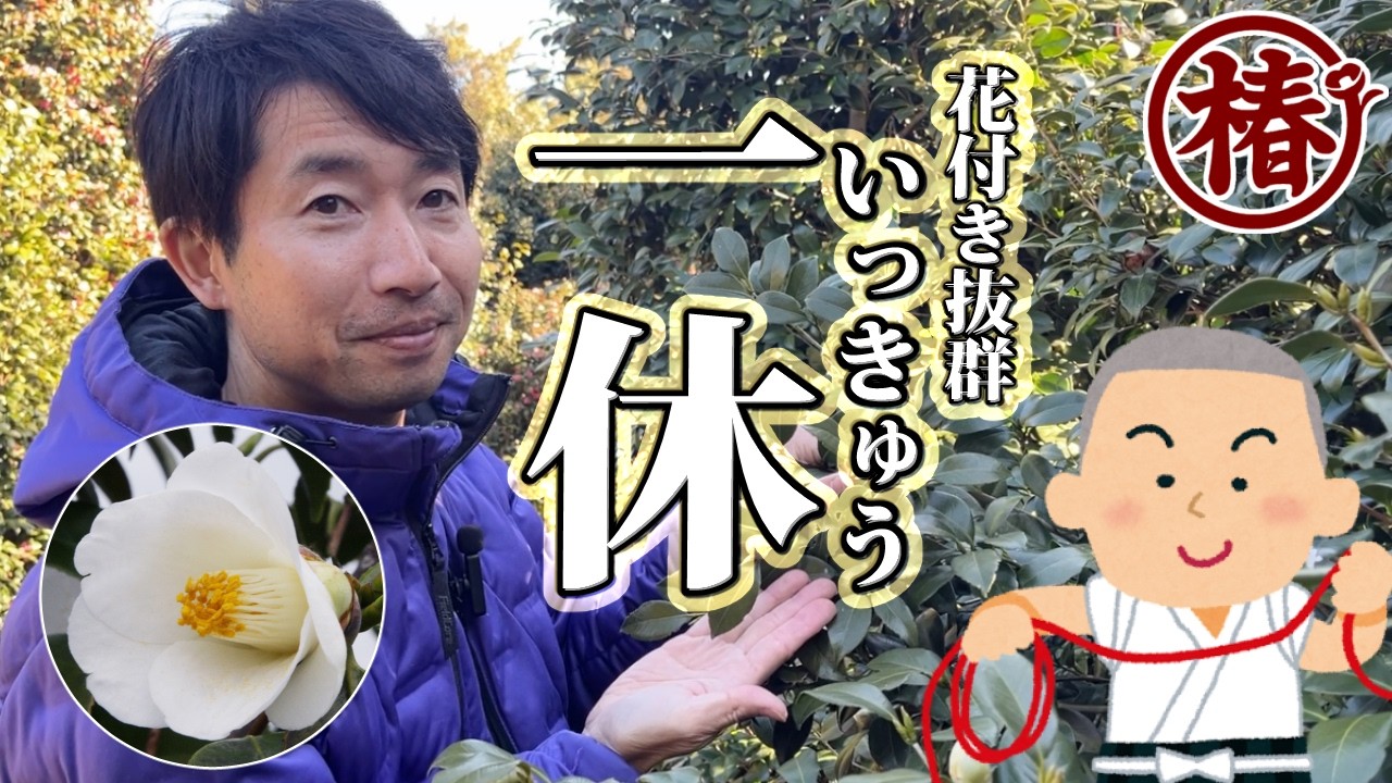 【お茶花に最高】椿「一休（いっきゅう）」の魅力｜白一重・筒咲き小輪がお茶席に似合います