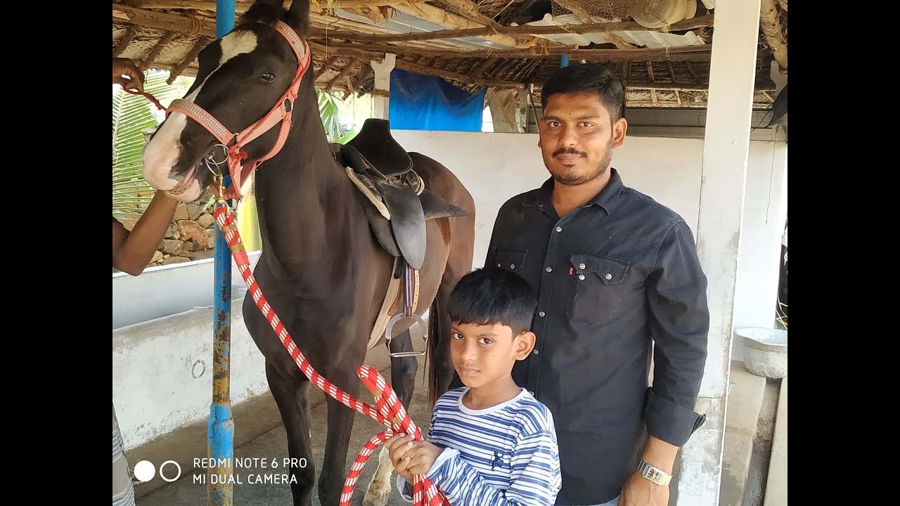 7.குதிரை மற்றும் காங்கேயம் காளை வளர்ப்பு/ IFS- Horse and Kangeyam cattle rearing