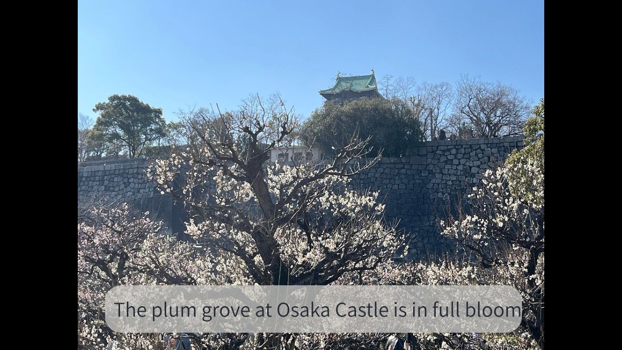 The plum grove at Osaka Castle is in full bloom