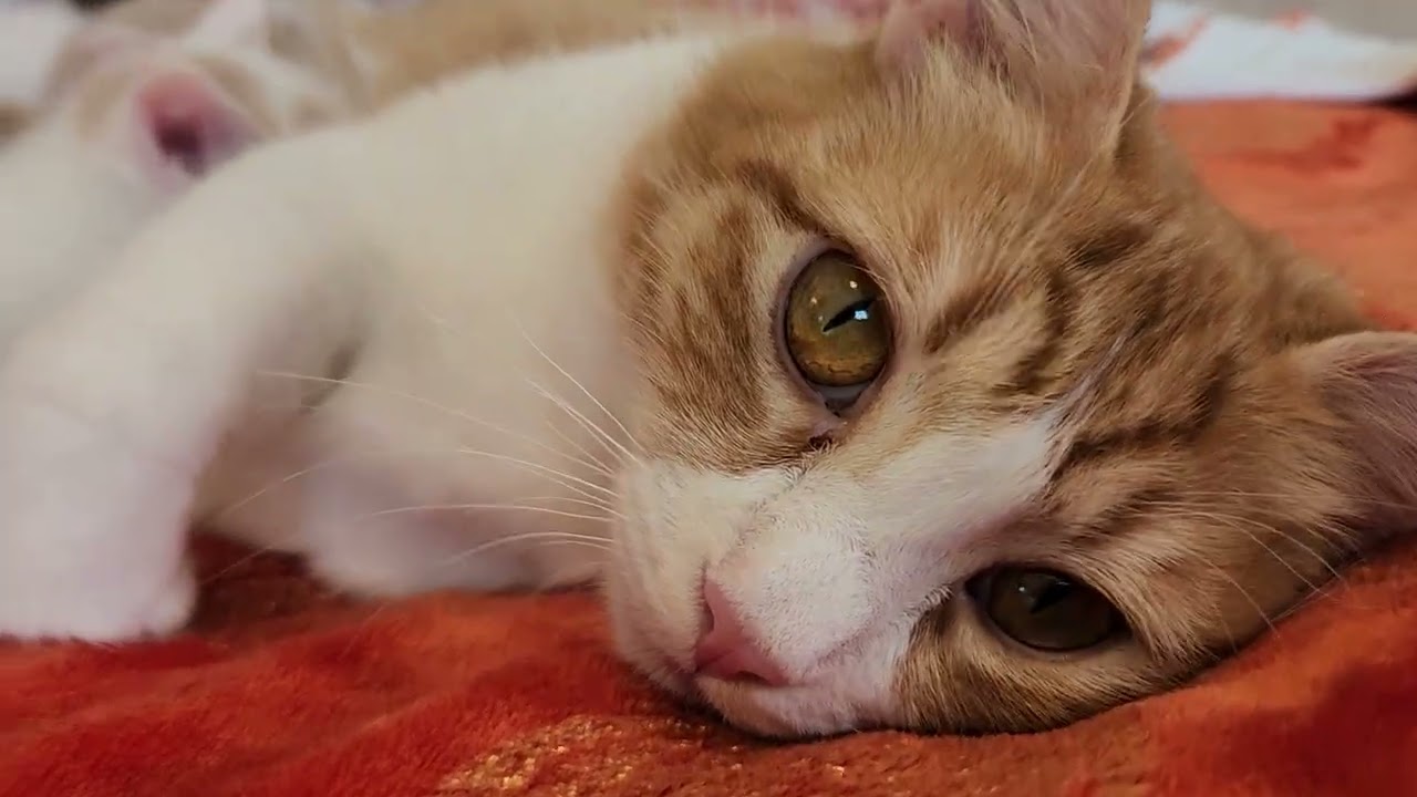 Kittens Mewing for Mom