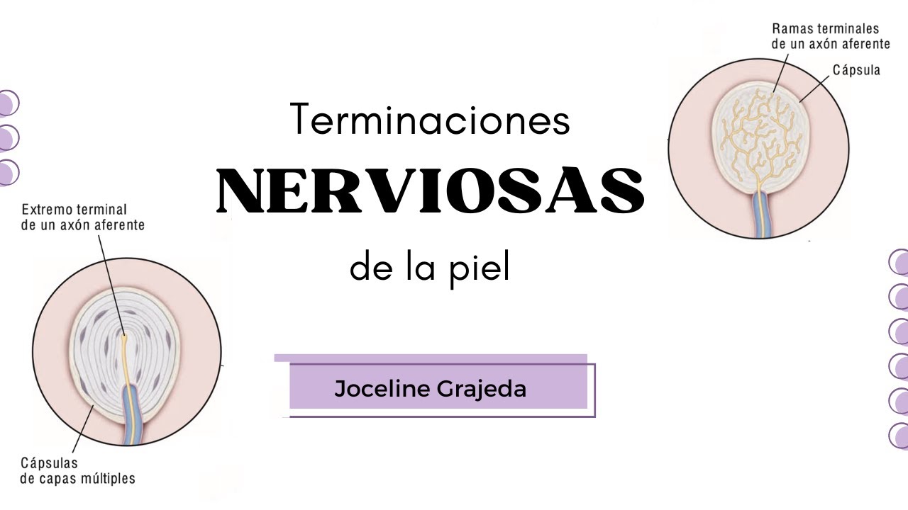 Terminaciones nerviosas de la piel | Histolog&iacute;a de Ross