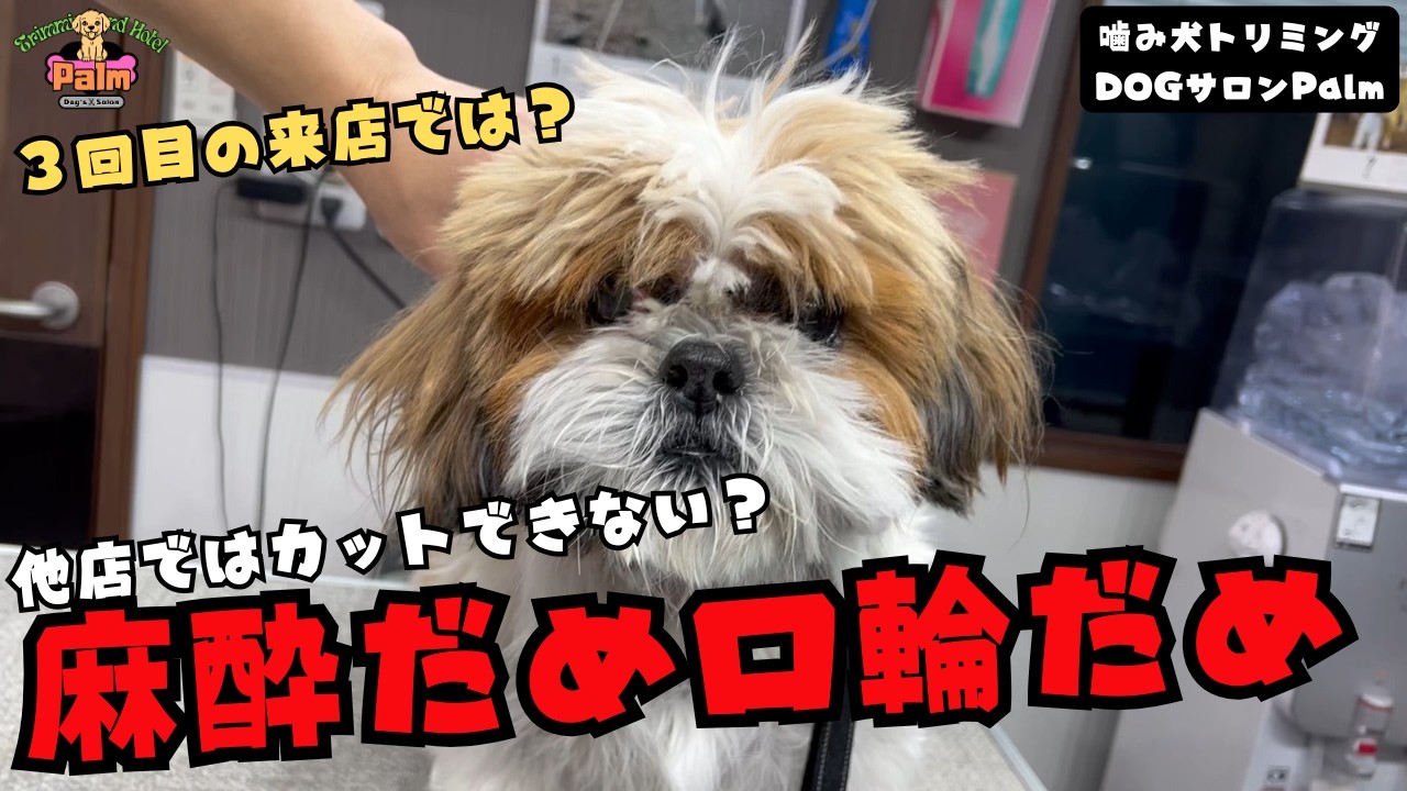 何してもダメだったシーズーの噛み犬トリミング！！