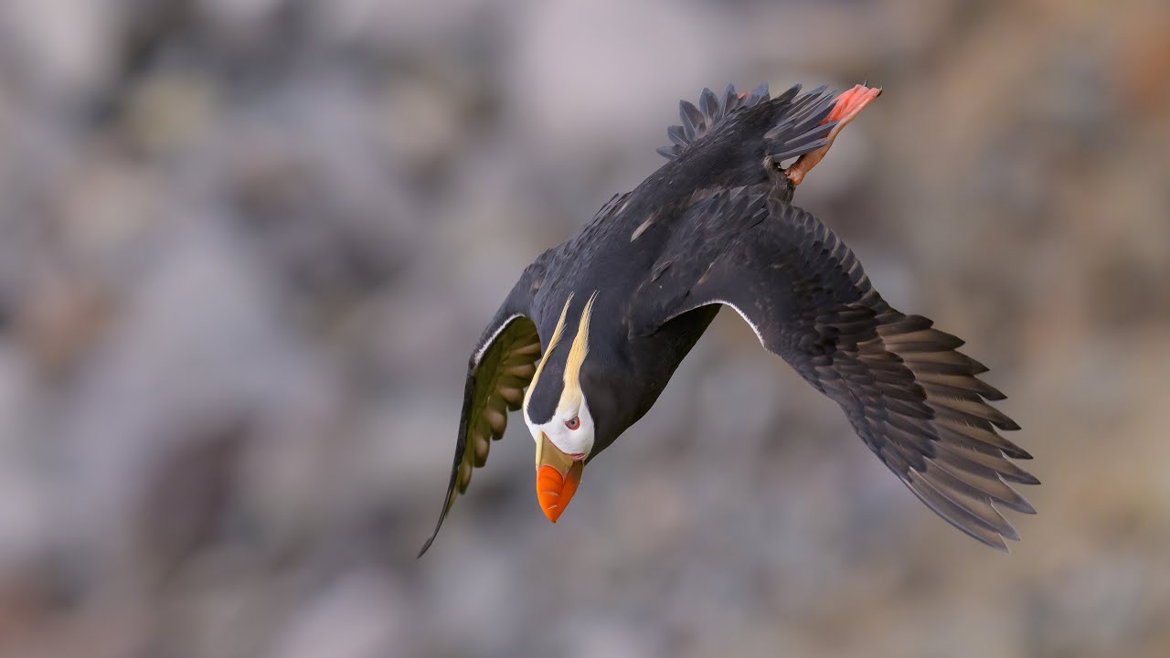 Tufted Puffin. Clown bird from Alaska