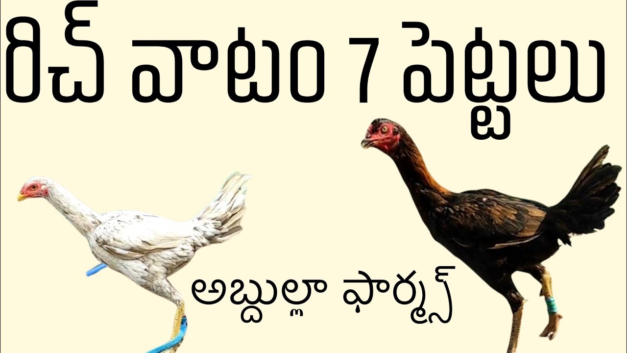 అబ్దుల్లా ఫార్మ్స్ 7రిచ్వాటం పెట్టలు  90320 75782