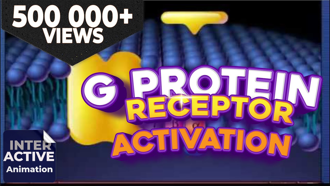 G-Protein Receptor Activation Video...