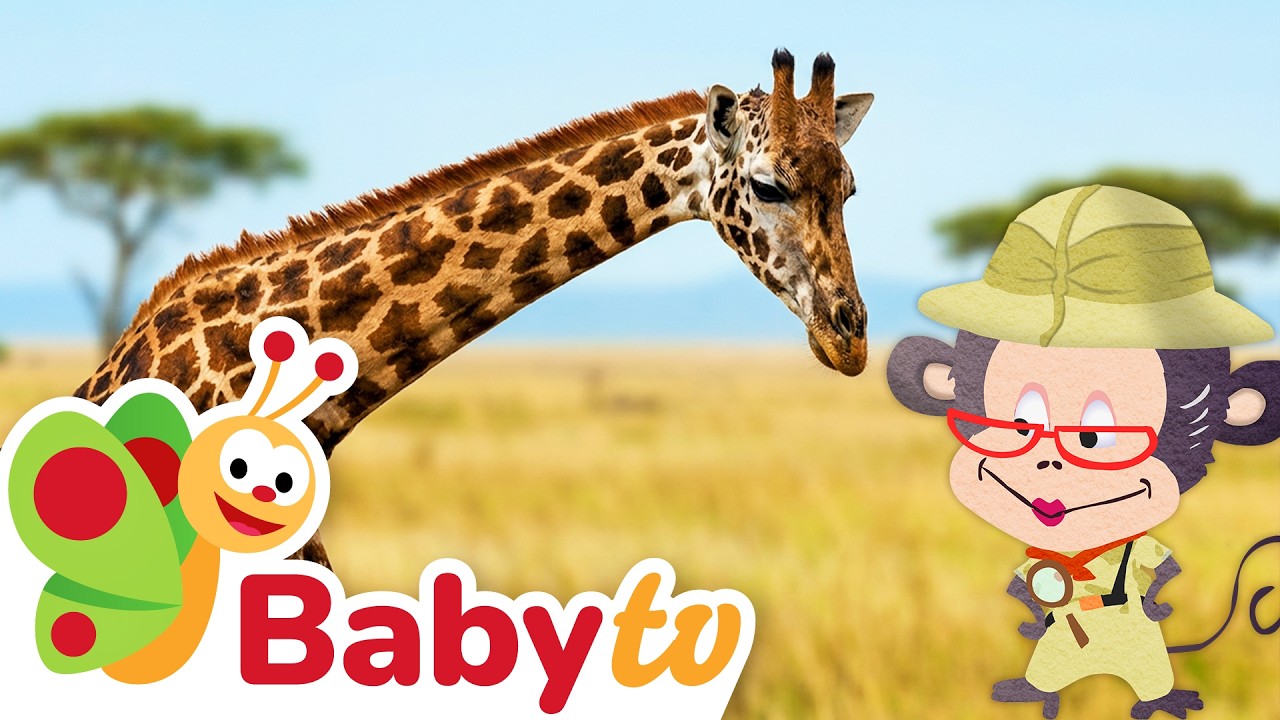 Jirafa 🦒 | Videos de animales para niños | Animales Salvajes | Episodio completo | @BabyTVSP