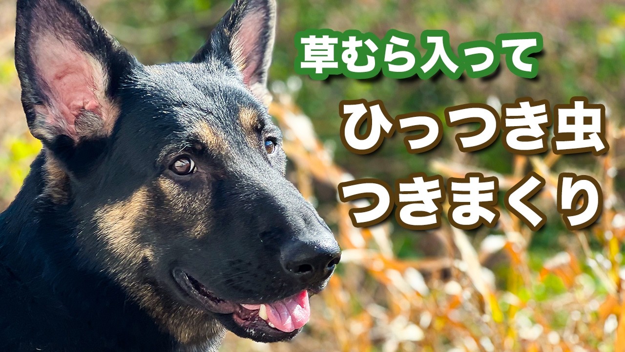 【散歩】草むら入るの、あちゃー！だけど、かわいいからOK！【ジャーマンシェパード・大型犬】【イタズラ】