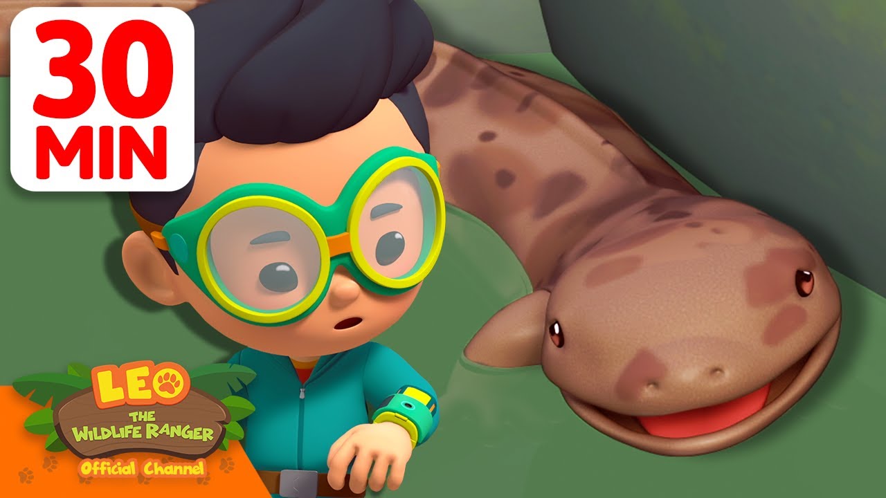 GIANT SALAMANDER IS STUCK BETWEEN ROCKS! 🦎🪨 | 30 Min | Leo the Wildife Ranger |  Cartoons for School
