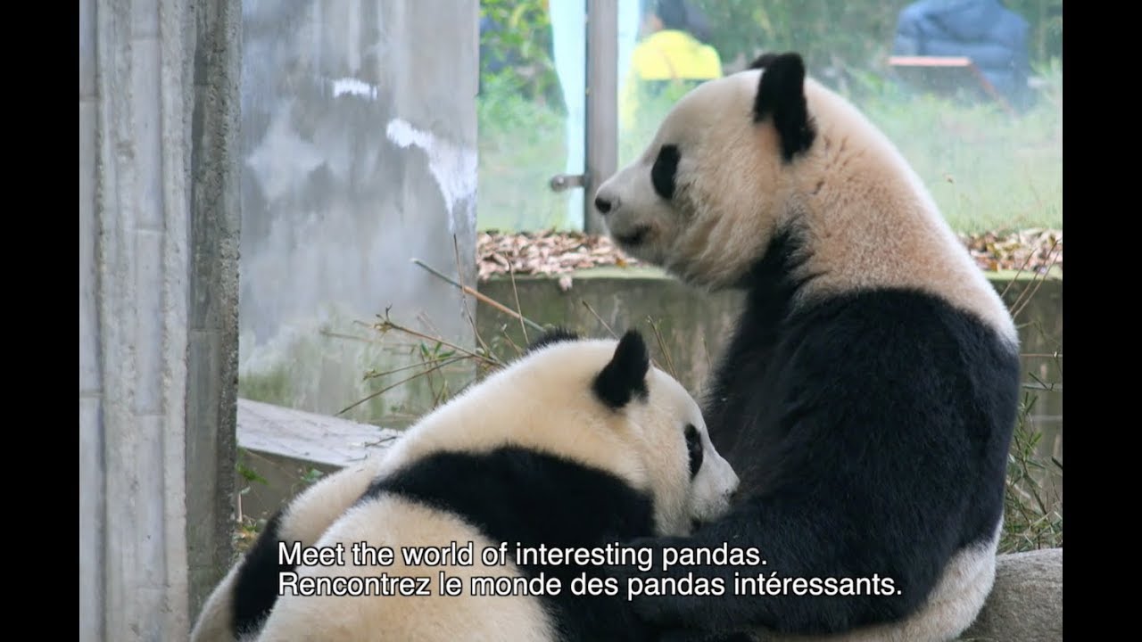 [PandaTV] Baby panda snack time !!