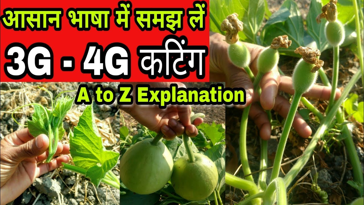 3G/4G Cutting करना सीखें | इतना डिटेल में कोई नहीं बताएगा | 3G Cutting से पाएं बंपर पैदावार