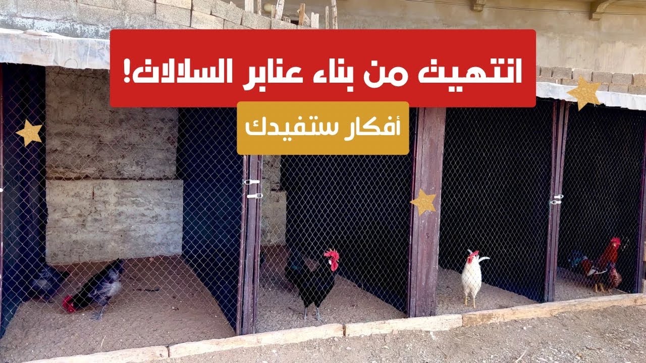 هكذا أكملت بناء وتجهيز عنابر دجاج سلالات بالكامل بأدوات بسيطة فقط! النتيجة فاقت التوقعات | (الجزء 2)