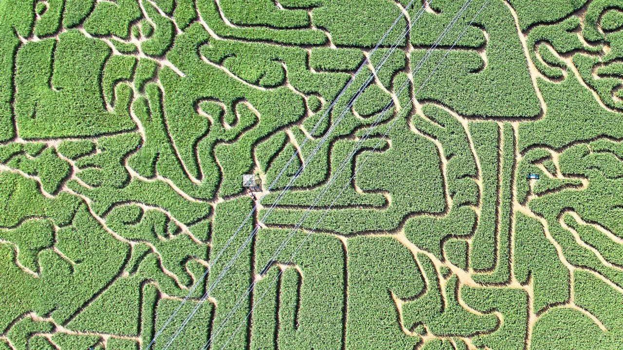 Maislabyrinth als Betriebszweig