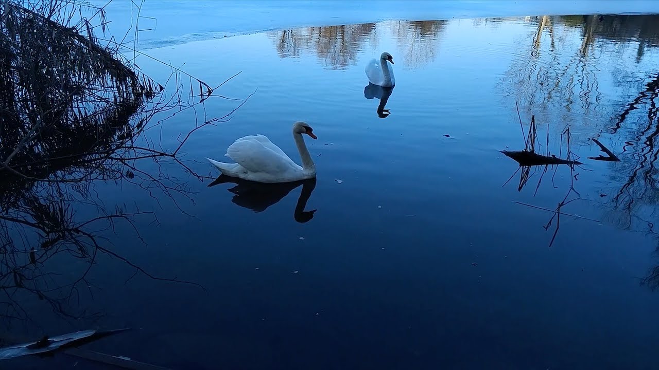 🦢 ARR & BKL Enjoying The Melted Parts Of The Pond 🦢 January 18th, 2026