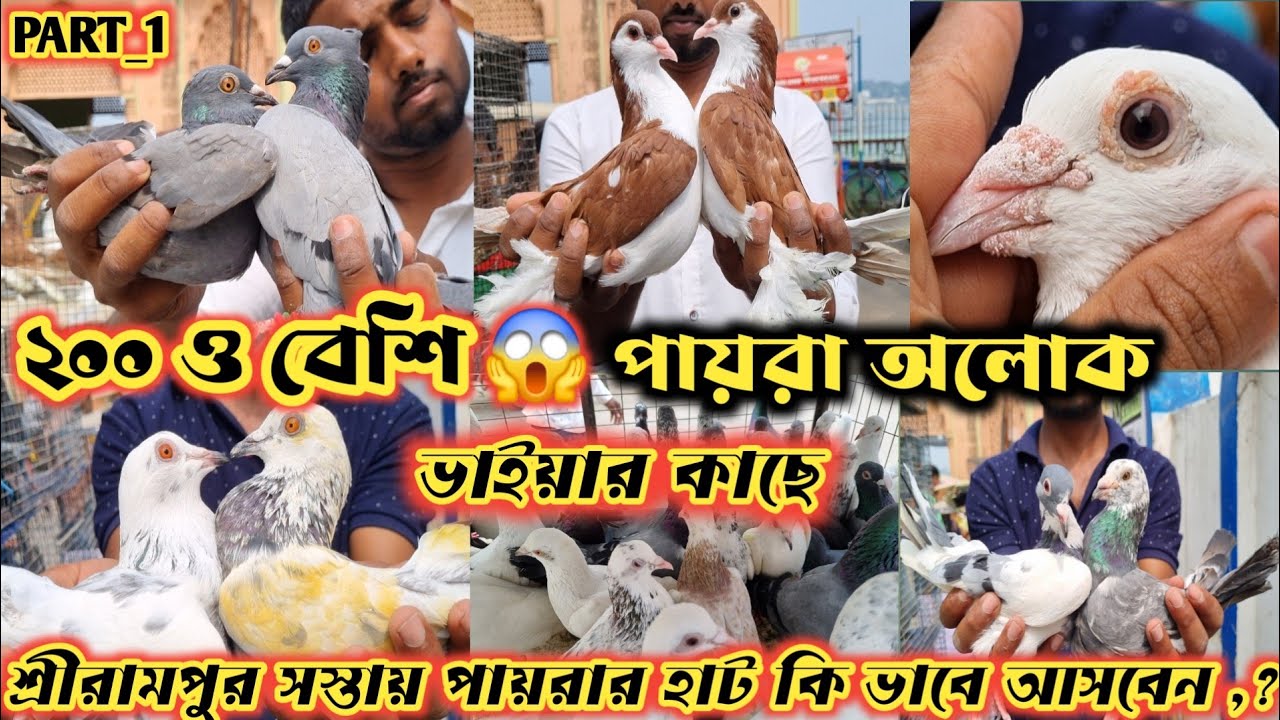 ALOK ভাই এর কাছে ২০০ ও বেশি পায়রা 😱 seramppre হাটে সস্তায় পায়রা , Shirampore pets MARKET