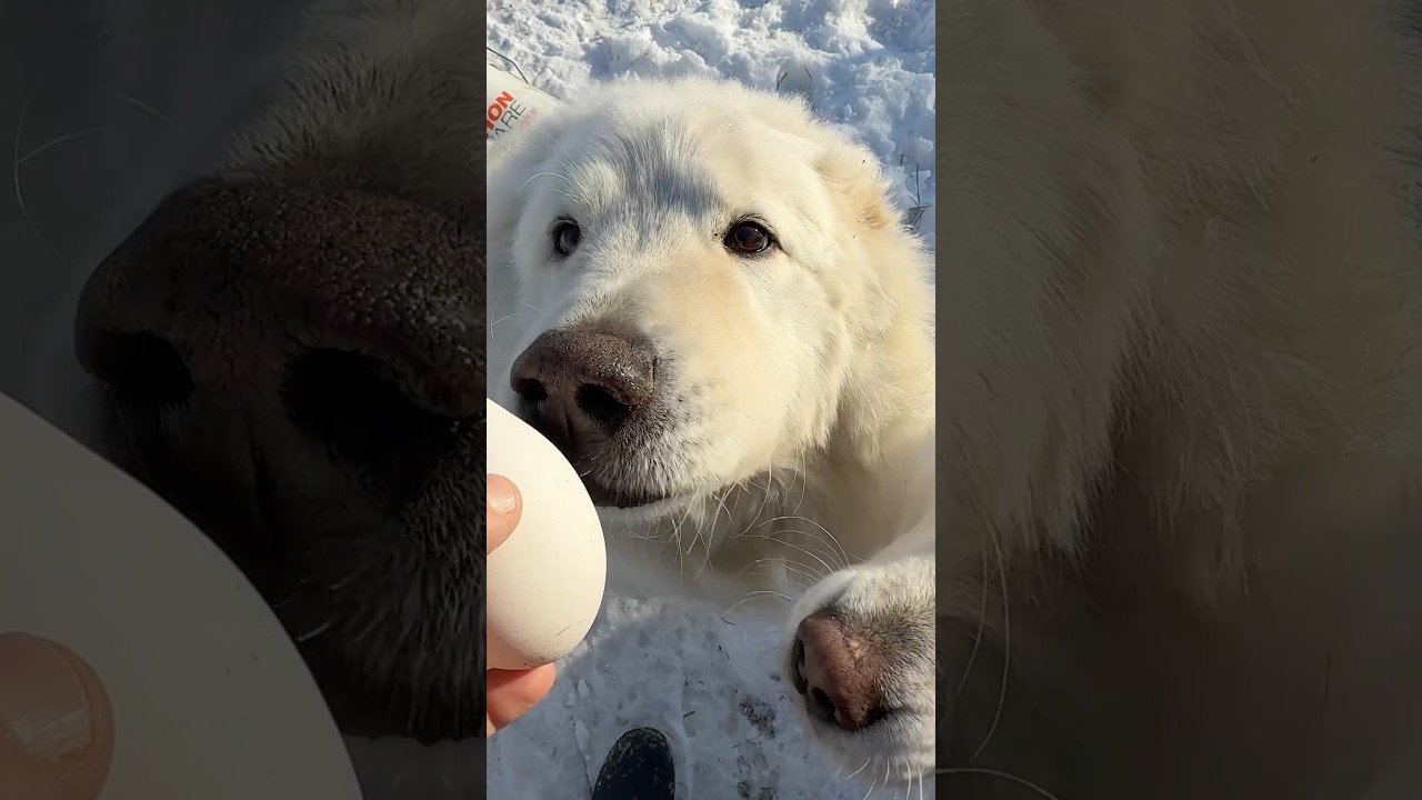 Codzienne prace na farmie