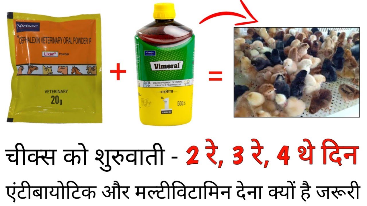 Antibiotics for chickens | Lixen powder uses in poultry in hindi | Desi poultry medicine list | 380