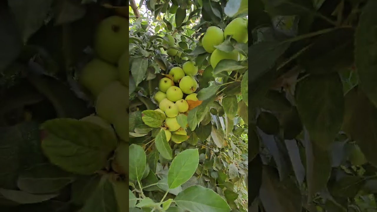 زيارتي للعراق مزرعة الاخ عباس الجنابي  بالحله