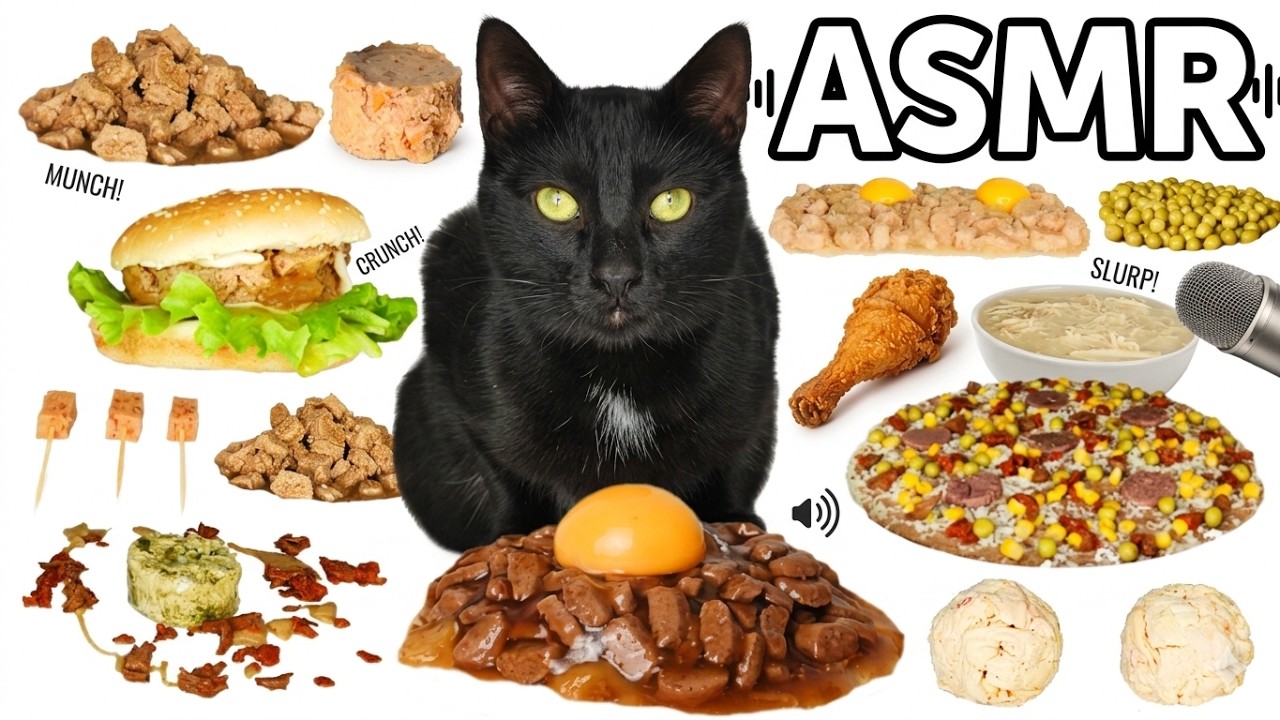 1 HOUR Cat Eating ASMR Compilation