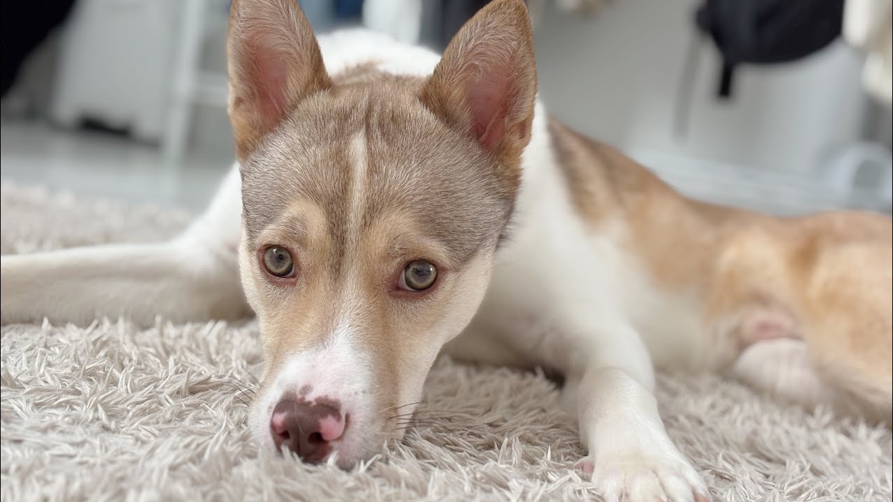愛犬と26歳妊婦の休日はこれだ