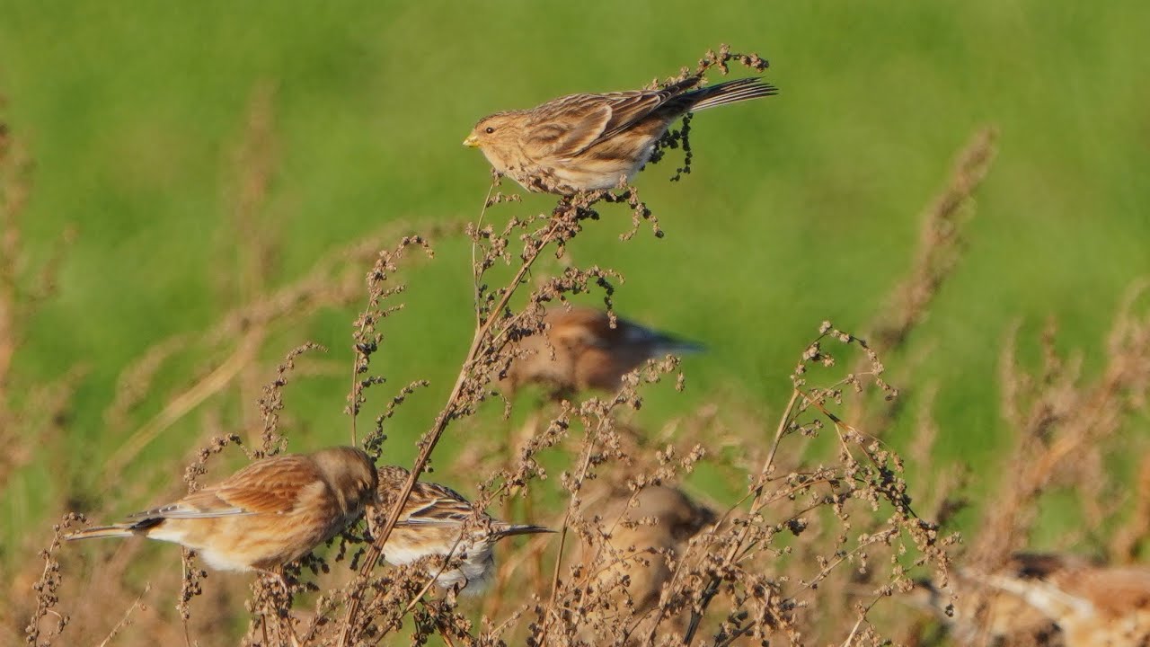 4K Rzepołuchy i makolągwy / Twites & Linnets / Linaria flavirostris & Linaria cannabina