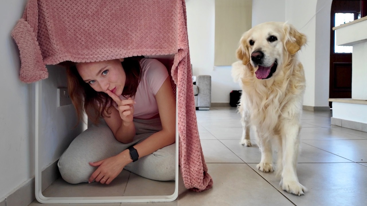Funniest Golden Retriever Hide and Seek Moments Compilation!