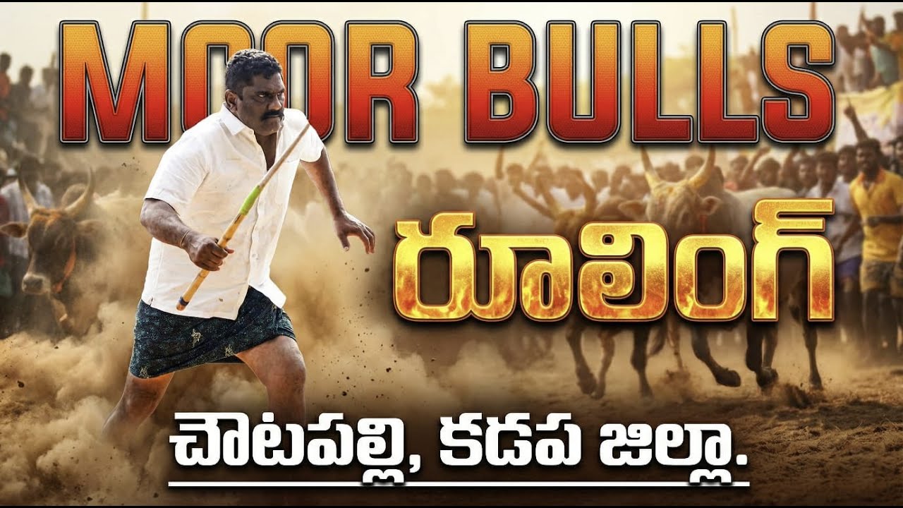🚩23/3/26నందవరం సీనియర్ విభాగం 4జత MCOR BULLS కారంజయ+ మచ్చలపులి గిత్తలు 