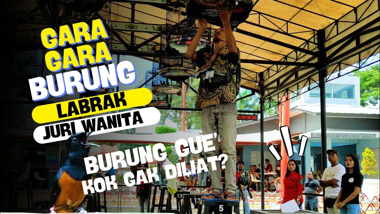 GARA-GARA BURUNG🤣🤣Juri Wanita cantik MAHADEWI Dilabrak PRIA JENGGOTAN #kicaumania #muraibatu