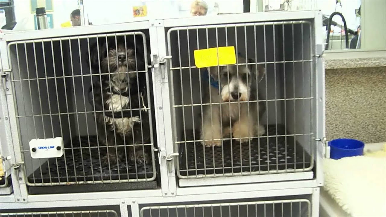 Bonnie's Dog Grooming Washington DC