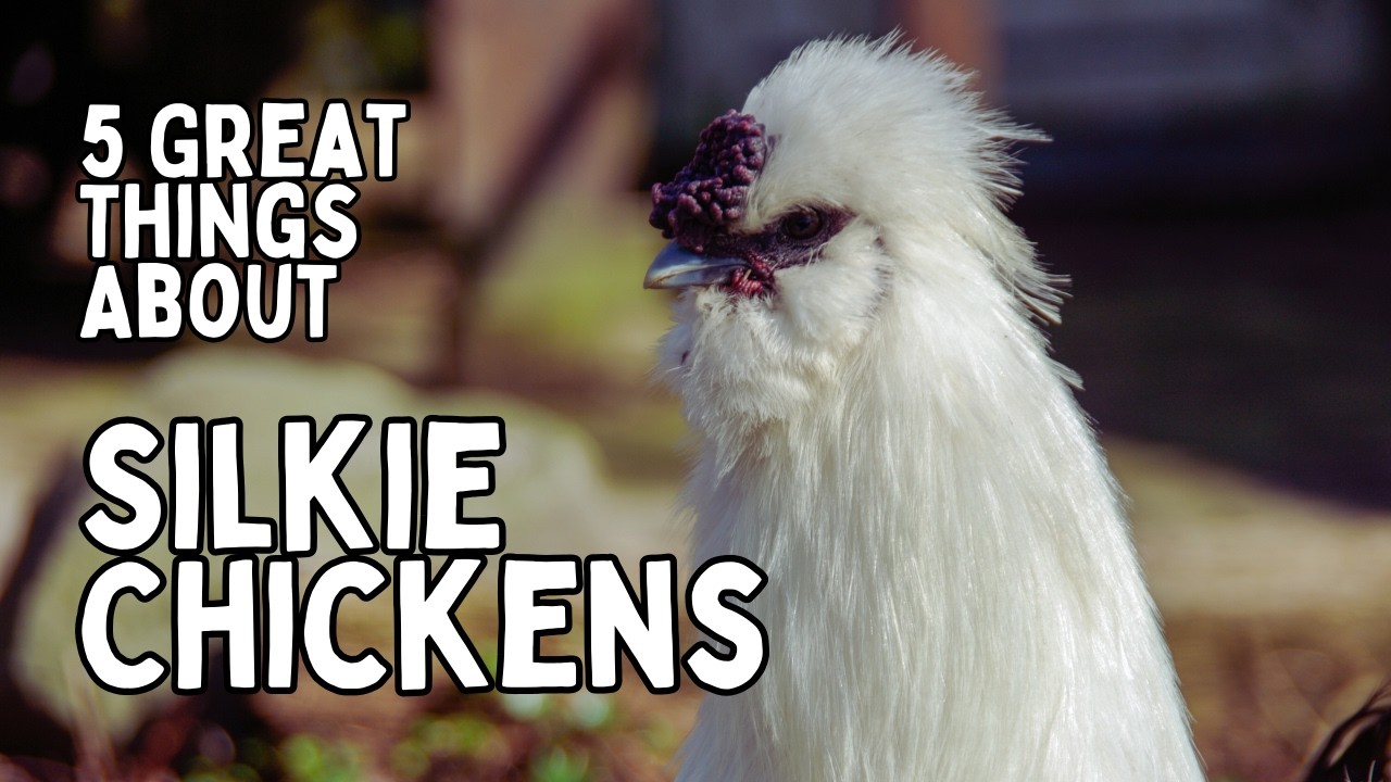 Raising SILKIE CHICKENS: Some Positives About Raising BANTAM Silkies We Have Learned (Year 1)