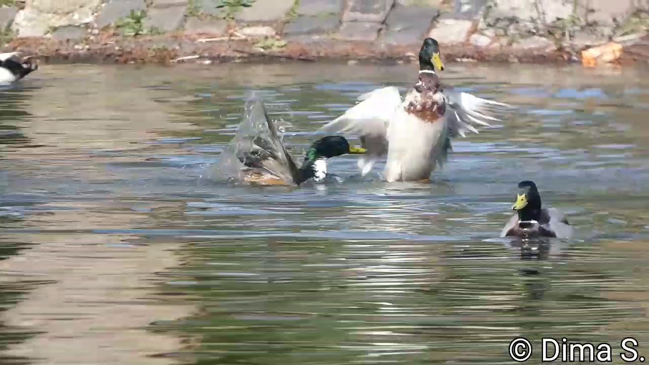 Mallard Ducks fighting / Stockenten kämpfen