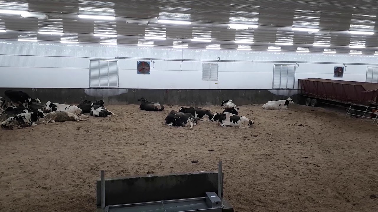 Compost Bedding Pack Dairy Barn (2018)