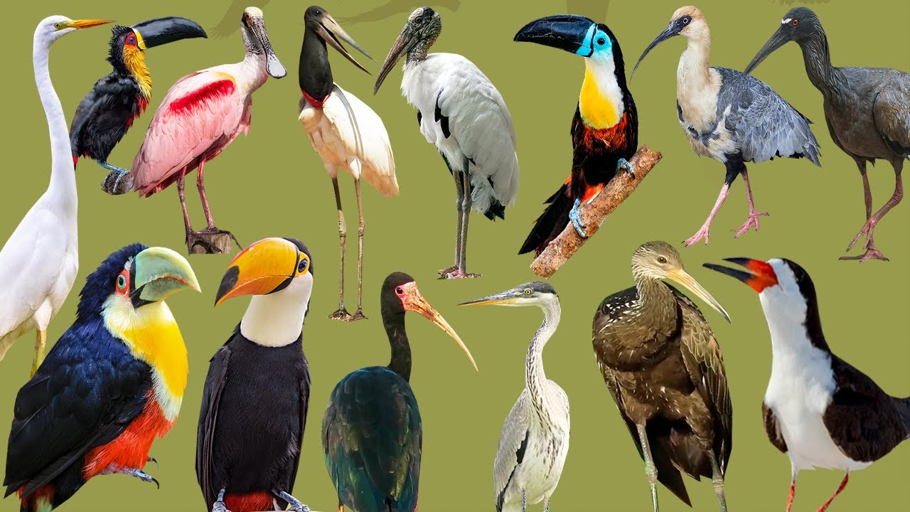 Cantos de Aves Brasileiras com Nome: PÁSSAROS CANTANDO | Aves do Brasil, cantos aves