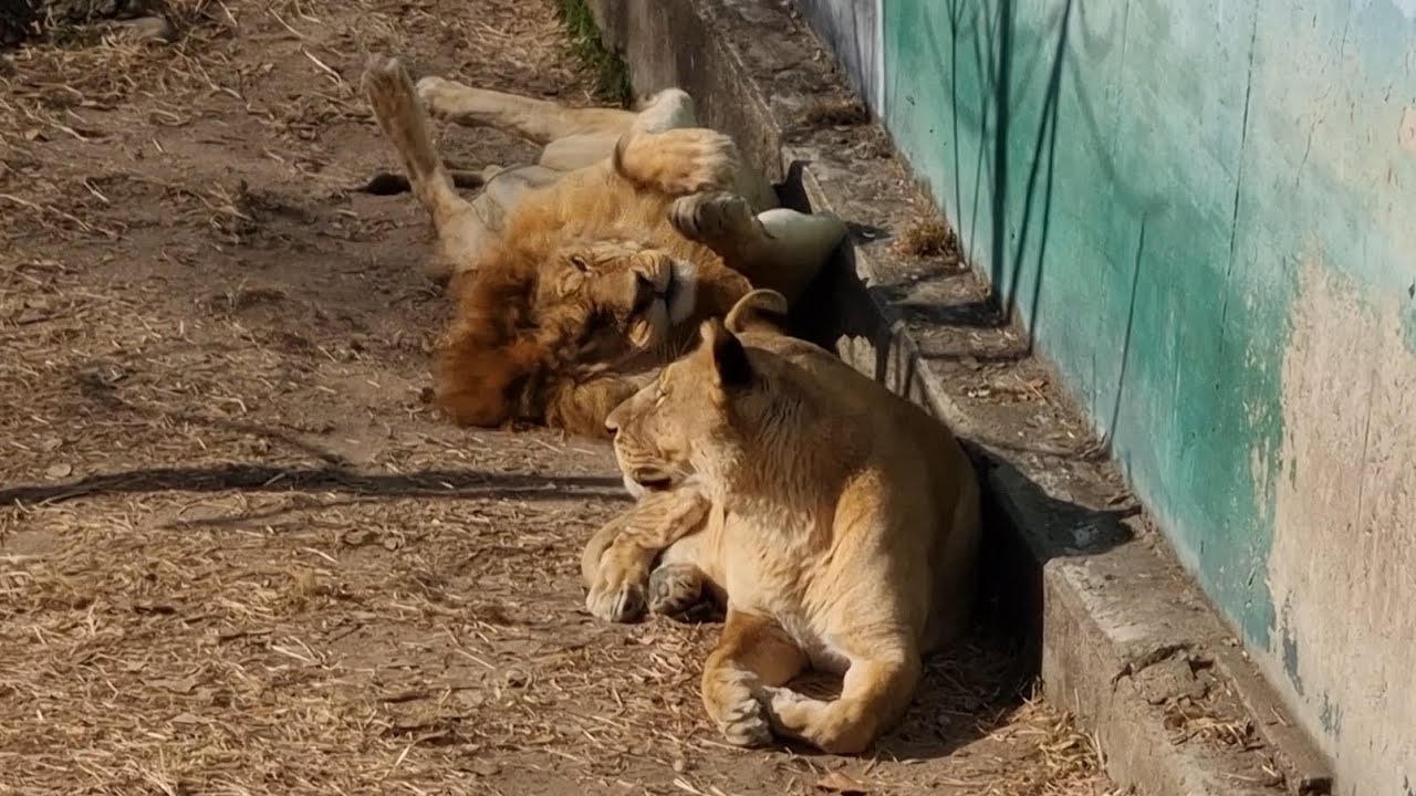 라온이는 언제 일어나려나 #사자부부 #lion #라온과후추 #달성공원 